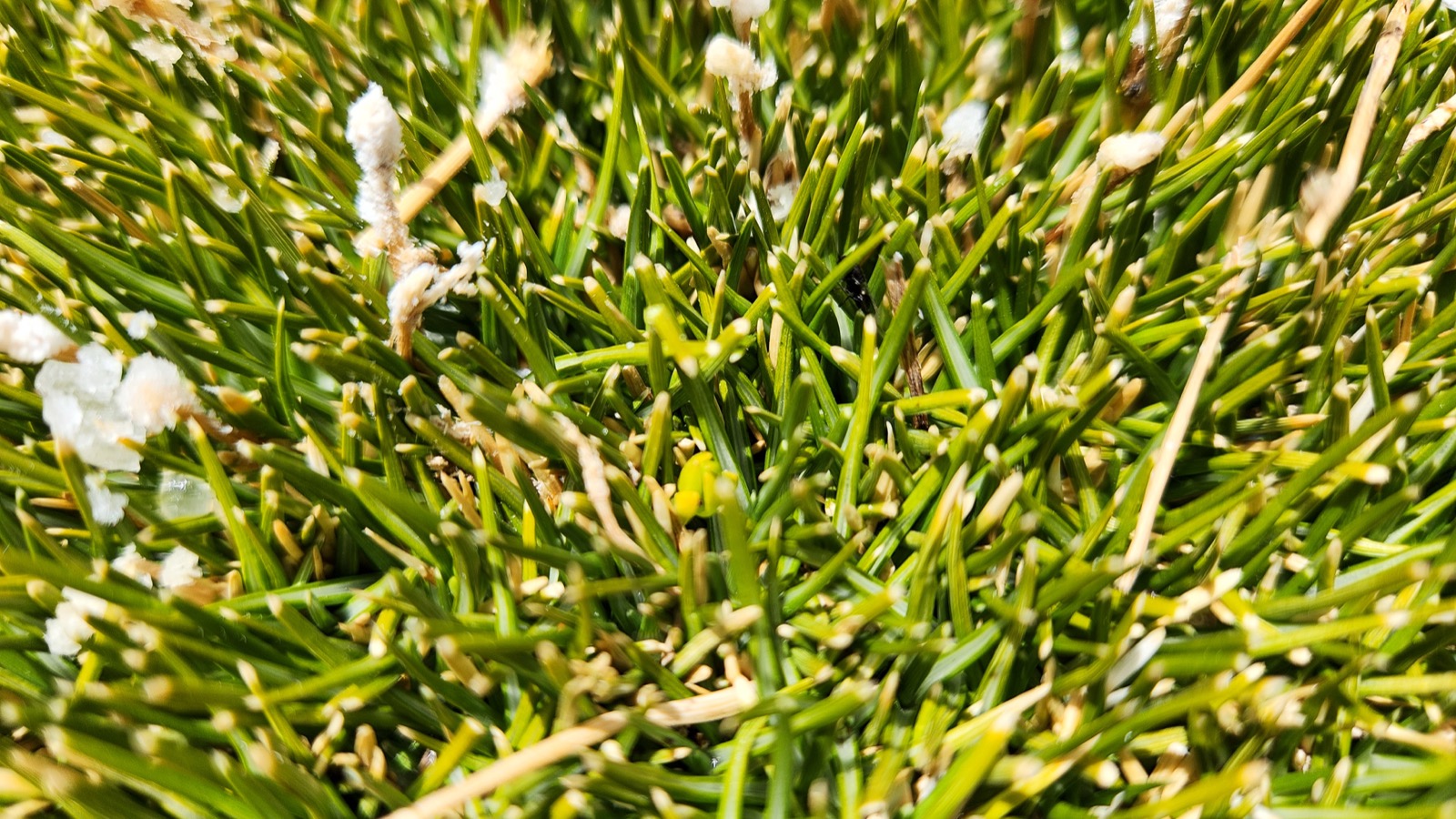 Composición Transecto Mirador
